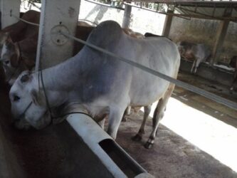 Sapi Qurban 2015, Domba Qurban / Aqiqah Di Bandung 2015